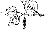 Betulla (Betula alba)