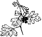 Biancospino (Crataegus monogyna)
