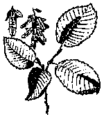 Carpino bianco (Carpinus betulus)