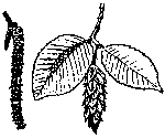 Carpino nero (Ostrya carpinifolia)