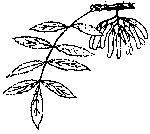 Frassino (Fraxinus ornus)