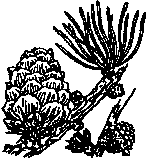 Larice (Larix decidua)