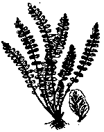 Erba rugginina (Asplenium trichomanes)