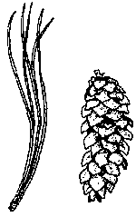 Pino strobo (Pinus strobus)