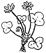 Erba trinit (anemone hepatica)