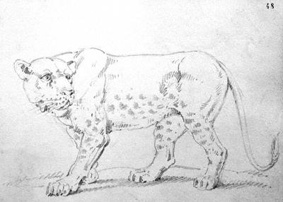 La leonessa è qui rappresentata a figura intera, in altri tre lievi abbozzi è raffigurata solo la testa in diverse posizioni.